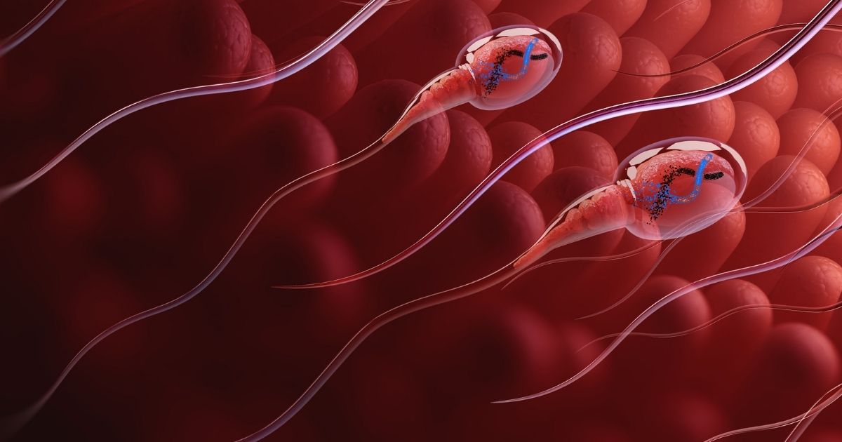 fragmentacia dna v spermiach